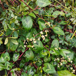 500克广西新鲜火炭母翅地利火炭星火炭藤白饭草白饭藤包邮