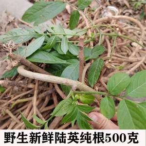 野生新鲜八棱麻根 接骨木全草八里麻走马风前陆英接骨草根500