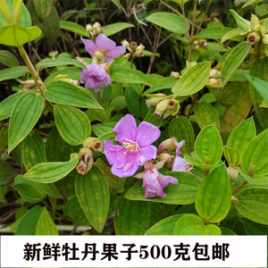 500克野生野牡丹纯根现挖山石榴野牡丹全草大金香炉猪古稔包邮