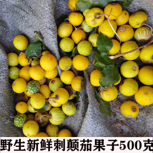 野生新鲜黄丁茄颠茄子纯果子刺天茄 全草果实苦颠茄苦天茄500克