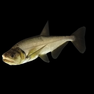 哥伦比亚巨暴鱼