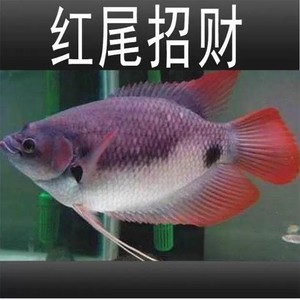 古代红尾战船鱼小苗红眼黑眼风水招财鱼中大型活体热带观赏鱼