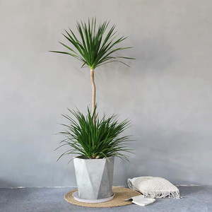 造型龙须铁盆景龙血树龙铁树办公室内大盆栽植物室外阳台暴晒绿植