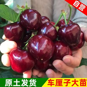 车厘子原树苗