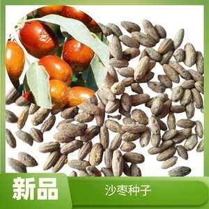沙枣种子耐盐碱耐贫瘠抗旱固沙耐寒耐旱枣树蚂蚁森林沙枣树种子