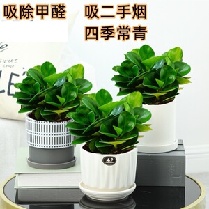 吸烟鬼盆栽吸二手烟克星盆栽室内客厅桌面绿植碧玉水培绿植物花卉