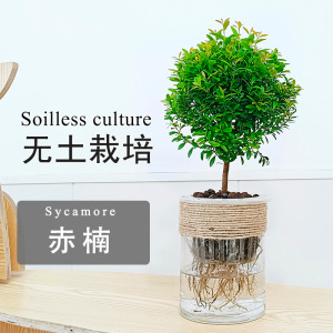 水培小叶赤楠盆景老桩植物室内盆栽好养活四季常青办公室花卉绿植