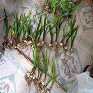 花卉盆栽紫根兰