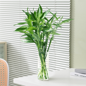 水养观音竹富贵竹节节高