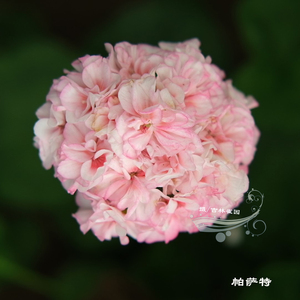 帕萨特 直立天竺葵花苗矮生重瓣开花机器对版洋绣球优秀品种推荐