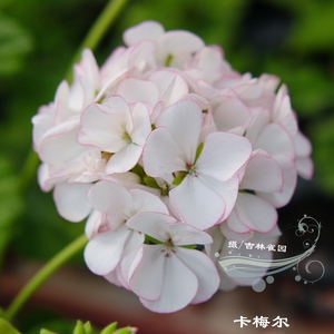卡梅尔 直立天竺葵花苗矮生重瓣大花球勤花优秀品种对版洋绣球