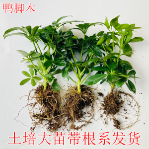 鸭脚木盆栽室内八方来财招财树摇钱树绿植吸二手烟七叶莲水培植物