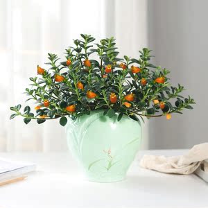 好看又好养的花春天花卉盆栽各种耐阴好养易活的绿植家里盆栽摆件