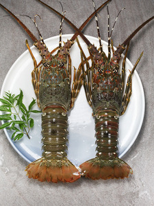 3斤大澳龙龙虾鲜活包邮