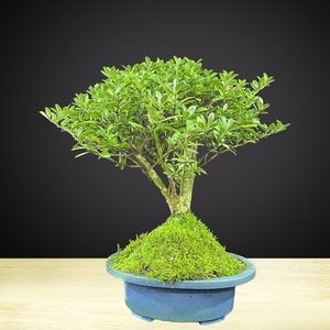 龟甲冬青盆景小树苗造型小叶老桩客厅阳台室内盆栽绿植四季常青