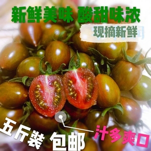 新鲜现摘紫千禧迷彩圣女果番茄紫玉水果樱桃小番茄西红柿4斤包邮