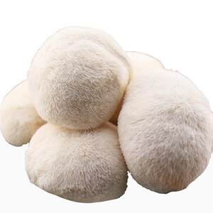 鲜活猴头菇新鲜正宗养无硫猴头菌食用菌现摘现发鲜活菌菇