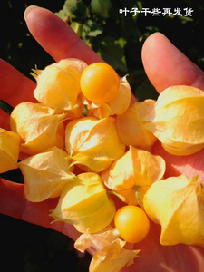 姑娘果 东北黑龙江特产新鲜水果现摘现发带箱2斤