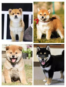 吉林纯种美系柴犬精品日本中小型犬短毛黑色幼犬家养活体宠物狗狗