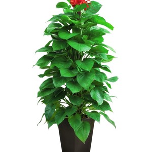 大叶子绿植客厅