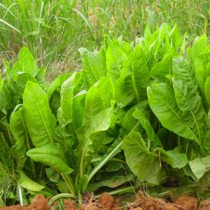 四季牧草菊苣种籽草籽养鸡猪吃的饲料草子种子青草养殖专用草种仔