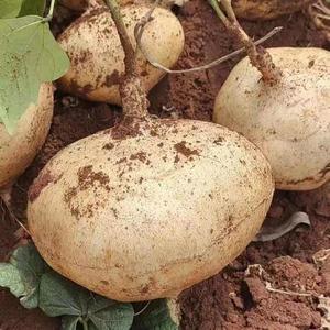 牧马山地瓜种子高产水果沙葛种籽早熟特大生吃甜脆白地凉薯土新种