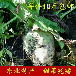 甜菜疙瘩白色根甜菜头10斤东北特产食用糖萝卜甜菜根新鲜蔬菜包邮