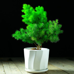 蓬莱松生肖猴招财