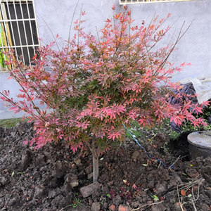 红枫树苗庭院室内阳台门店植物风景树苗四季易活中国红枫日本红枫