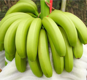 绿皮熟香蕉云南威尼斯香蕉5斤新鲜水果不催熟不泡药现摘现发包邮