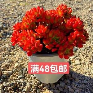 99多肉 欧货丸叶小橘灯 多肉植物 群生老桩好养 爆仔速度快 耐冻