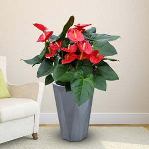 1米大型红掌盆栽 客厅室内年宵花卉观花植物 上海绿植花卉