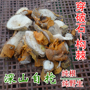 自家挖的野生穿破石 中药材构棘根 小柘树根 九层皮 山荔枝 500克