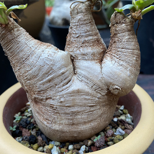 块根多肉植物euphorbia primulifolia樱花大戟非小叶樱花什巴大戟