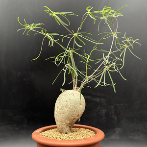 229人付款天猫柳麒麟多肉植物大戟科花卉盆栽室内绿植盆景柳叶麒麟