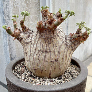 稀有块根多肉植物葡萄瓮cyphostemma uter var macropus angola