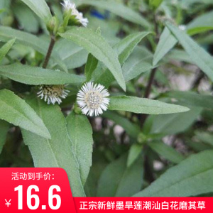 白花磨其草的功效图片