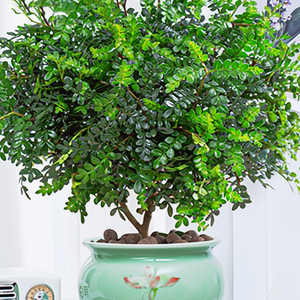 木本花卉植物四季室内