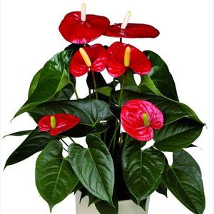 一帆风顺花水培