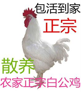 00苏格兰开淘宝活鸡白色纯白老公鸡活的白大公鸡三白鸡大公鸡活物