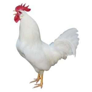 三白老公鸡散养黄腰白腿公鸡白色大活鸡白毛童子鸡大白公鸡半大鸡