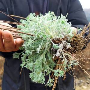 白蒿新鲜野菜蒸菜原材料山野生棉茵陈食用嫩芽不老时令野菜农产品