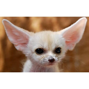 名字手机壁纸-淘宝拼多多热销名字手机壁纸货源拿货 - 阿里巴巴货源