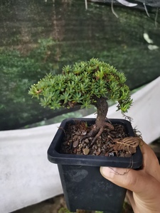 米叶橙花瑞香精品盆景素材 一物一拍