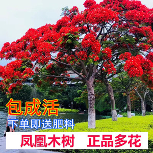 凤凰树小苗红花楹树苗庭院名贵风景树凤凰木树苗四季绿化植物盆栽