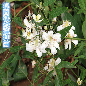 东北铁线莲根苗中草药植物棉团铁线莲种子南北方新奇棉球花朵花卉