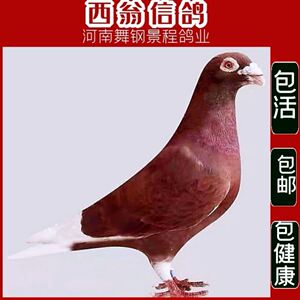 【鸽子种鸽原配红色】鸽子种鸽原配红色品牌,价格 - 阿里巴巴