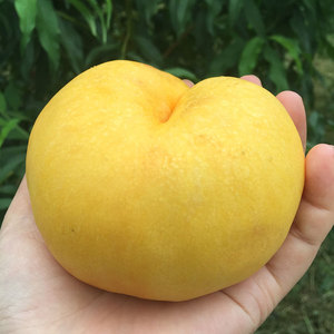 940人付款淘宝山东蒙阴黄蟠桃黄金蟠桃新鲜水果5斤扁黄桃整箱应季孕妇