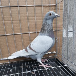 鸽子活体原配红二线鸽子一对观赏鸽青年鸽赛鸽种鸽包邮包活包健康