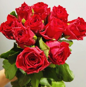 真爱 云南高档新品切花品种 玫瑰月季 抗性好 盆栽地栽阳台花卉